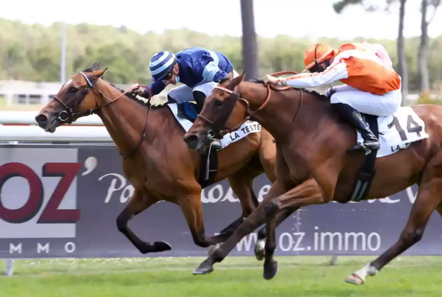 Pacoturf || paco turf || paco turf vip